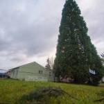 Attempt to delay removal of Port Angeles sequoia falls short with City Council