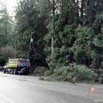 A large tree branch crashed onto Highway 19/Rhody Drive near Jefferson County Airport Thursday, taking down power lines. Debris from small limbs was scattered across all county roads. Jefferson County PUD asks that people not drive over downed lines. (Jeannie McMacken/ Peninsula Daily News)