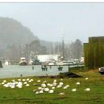 WEST END NEIGHBOR: Embracing a windstorm