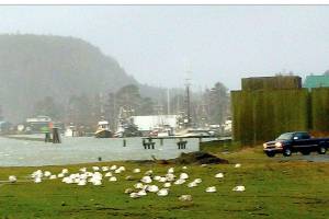 WEST END NEIGHBOR: Embracing a windstorm