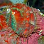 State considers adding pinto abalone to endangered species list