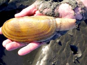Washington Fish and Wildlife                                Razor clams digs are open this weekend and next week in the Mocrocks, Copalis and Twin Harbor areas.