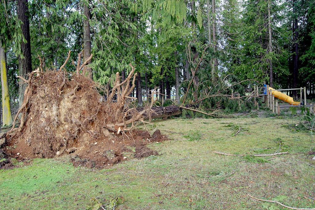 A wind-blown tree lies across playground equipment in Lincoln Park in Port Angeles. (Keith Thorpe/Peninsula Daily News)