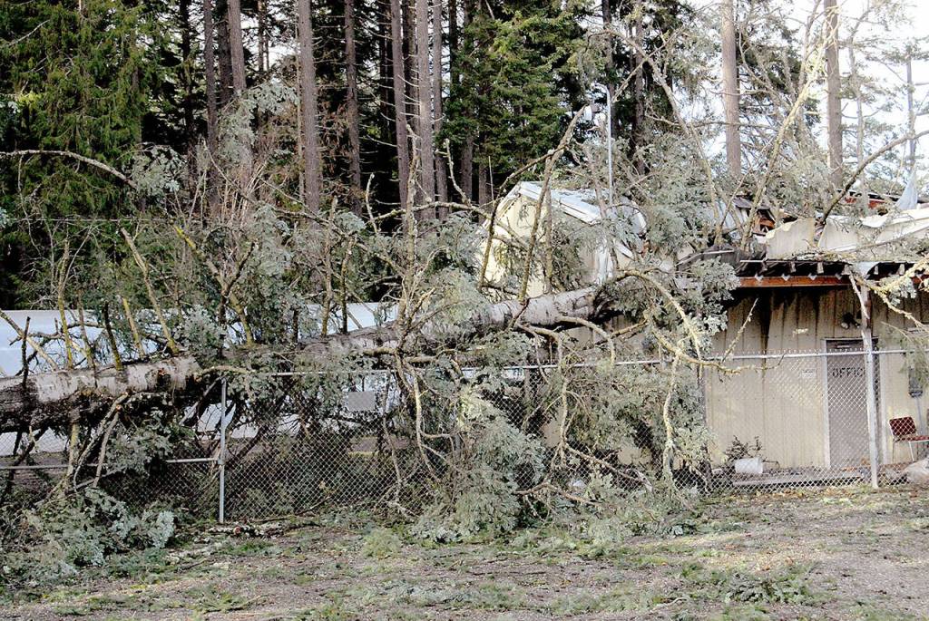 A fallen tree lies across a Port Angeles Parks Department maintenance building at the northeast corner of Lincoln Park. (Keith Thorpe/Peninsula Daily News)