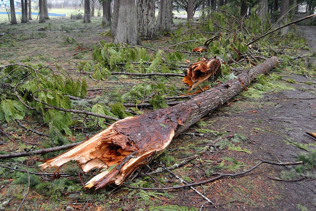 Shattered tree trunks serve as a testiment to the power of the Dec. 14 windstorm as broken branches litter Lincoln Park in Port Angeles. (Keith Thorpe/Peninsula Daily News)