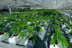 Legal marijuana industry marks global gains in 2018