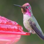 Audubon group invites residents to learn about ‘Birdscaping’