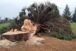 Lions Park sequoia felled in Port Angeles