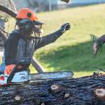 PHOTO: Sequoia removal in Port Angeles’ Lions Park