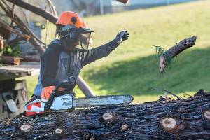PHOTO: Sequoia removal in Port Angeles’ Lions Park