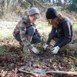 North Olympic Salmon Coalition volunteers planting native trees along Siebert Creek in 2015. (North Olympic Salmon Coalition)