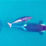 Calf born to endangered orcas; seen in eastern Strait