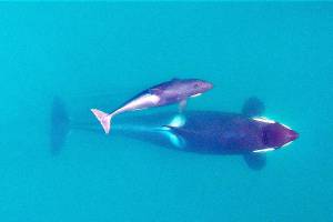 Calf born to endangered orcas; seen in eastern Strait