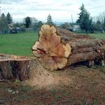 Speakers set for Lions Park celebration on MLK Day