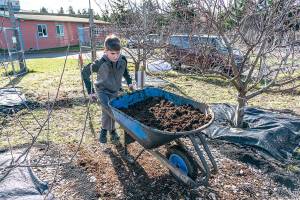 PHOTO: Day of service at Port Townsend school orchard