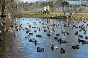 PHOTO: Duck-billed pond