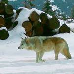 Researcher says wolf population likely larger than estimates