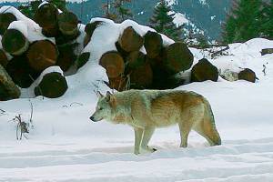 Researcher says wolf population likely larger than estimates