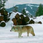 This December remote camera file photo provided by the Oregon Department of Fish and Wildlife shows the breeding female of the Walla Walla Pack in northern Oregons Umatilla County. (Oregon Department of Fish and Wildlife via AP)