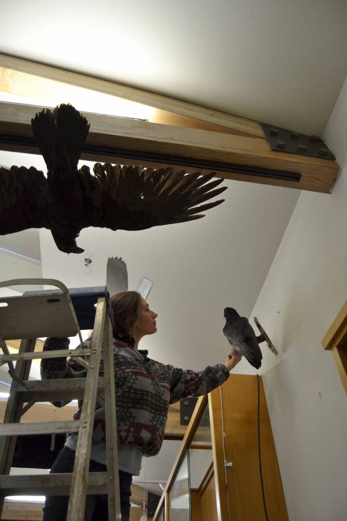 Jenna Ziogas, education coordinator for the Dungeness River Audubon Center, hangs a raven, the first bird to go back up after a deep cleaning. The center was closed on Jan. 24 after a drugstore beetle was found and center staff opted to clean the center and freeze 700 mounts to prevent an infestation. (Matthew Nash/Olympic Peninsula News Group)