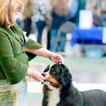 WESTMINSTER DOG SHOW: Olympic Peninsula dogs hit the big stage Monday and Tuesday