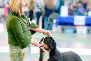 WESTMINSTER DOG SHOW: Olympic Peninsula dogs hit the big stage Monday and Tuesday