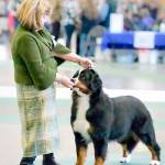 Vegas, a Bernese mountain dog, is co-owned by Susan Parr of Port Angeles and Cindy Crawford-Gorath and will be shown today and Tuesday at the Westminster Dog Show. Here,Vegas is being handled by Crawford-Gorath.