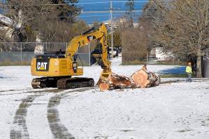 PHOTO: Sequoia tree named ‘Hope’ is removed from Port Angeles park