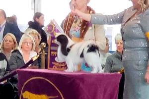 Chimacum dog wins Best of Breed