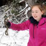 Madelyn Archibald assists a garter snake found in the snow along Maxfield Road north of Forks on Sunday. She picked up the snake and released it into a brush pile back in the timber. (Lonnie Archibald/for Peninsula Daily News)