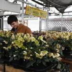 Hundreds of hellebores rest Tuesday in a greenhouse at The Chimacum Corner Farmstand. Jordan Taylor, who works in facilities and produce, said the plants have weathered the snow and cold temperatures pretty well. They were all moved from outside displays before the storm began last weekend. (Jeannie McMacken/Peninsula Daily News)