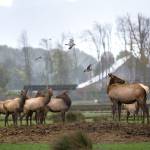 Olympic Game Farm denies mistreatment of animals in response to lawsuit