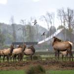 Elk stand in a field at the Olympic Game Farm last fall. (Jesse Major/Peninsula Daily News)