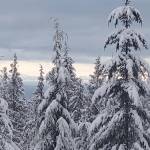A view draped in snow off Black Diamond Road, elevation of 994 feet, in Port Angeles this week. (Andrew May/Peninsula Daily News)