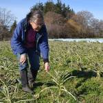 About 10 acres of purple sprouting broccoli and Italian cauliflower were eaten by migrating birds after the recent snowstorm, said Patty McManus-Huber, promotions coordinator for Nashs Organic Produce. Matthew Nash/Olympic Peninsula News Group