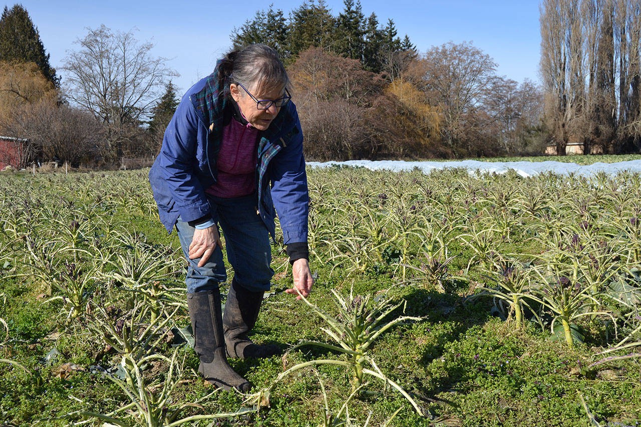 About 10 acres of purple sprouting broccoli and Italian cauliflower were eaten by migrating birds after the recent snowstorm, said Patty McManus-Huber, promotions coordinator for Nashs Organic Produce. Matthew Nash/Olympic Peninsula News Group