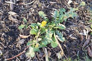 A GROWING CONCERN: Stepping towards spring