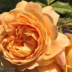 Rose-pruning tips offered at Work to Learn party