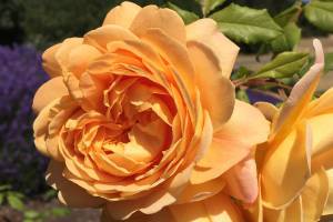 Rose-pruning tips offered at Work to Learn party