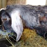 WEST END NEIGHBOR: Even animals get cabin fever