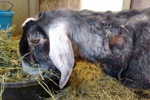 WEST END NEIGHBOR: Even animals get cabin fever