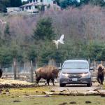 Olympic Game Farm seeks dismissal of some lawsuit claims