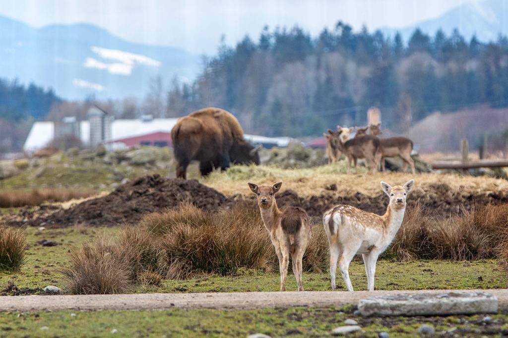 The Olympic Game Farm is the subject of a lawsuit that alleges it does not properly care for its animals. (Jesse Major/Peninsula Daily News)