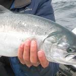OUTDOORS: Ocean coho quotas rising for summer season