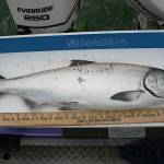 OUTDOORS: Hatchery chinook limit raised starting Friday in Marine Area 6