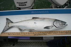 OUTDOORS: Hatchery chinook limit raised starting Friday in Marine Area 6