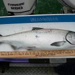 OUTDOORS: Hatchery chinook limit raised starting Friday in Marine Area 6
