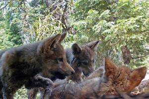 U.S. moves to lift remaining gray wolf protections