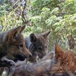 This June 2017 remote camera image released by the U.S. Forest Service shows a female gray wolf and her mate with a pup born in 2017 in the wilds of Lassen National Forest in Northern California. (U.S. Forest Service/via The Associated Press)