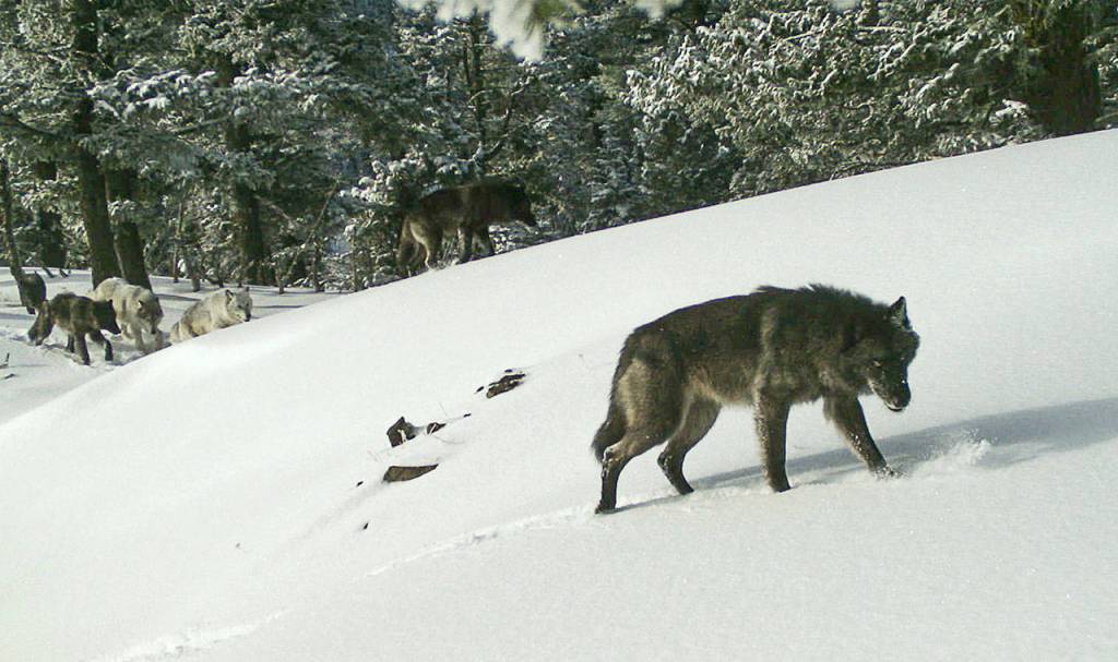In this February 2017, photo released by the Oregon Department of Fish and Wildlife, the Snake River wolf pack is captured by a remote camera photo in Hells Canyon National Recreation Area in Wallowa County, Ore. (Oregon Department of Fish and Wildlife via The Associated Press)